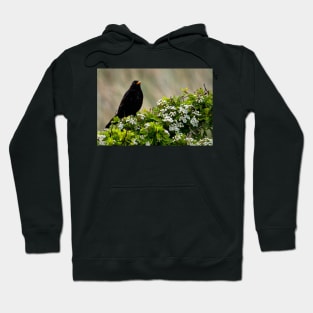 Blackbird on May Blossom Hoodie